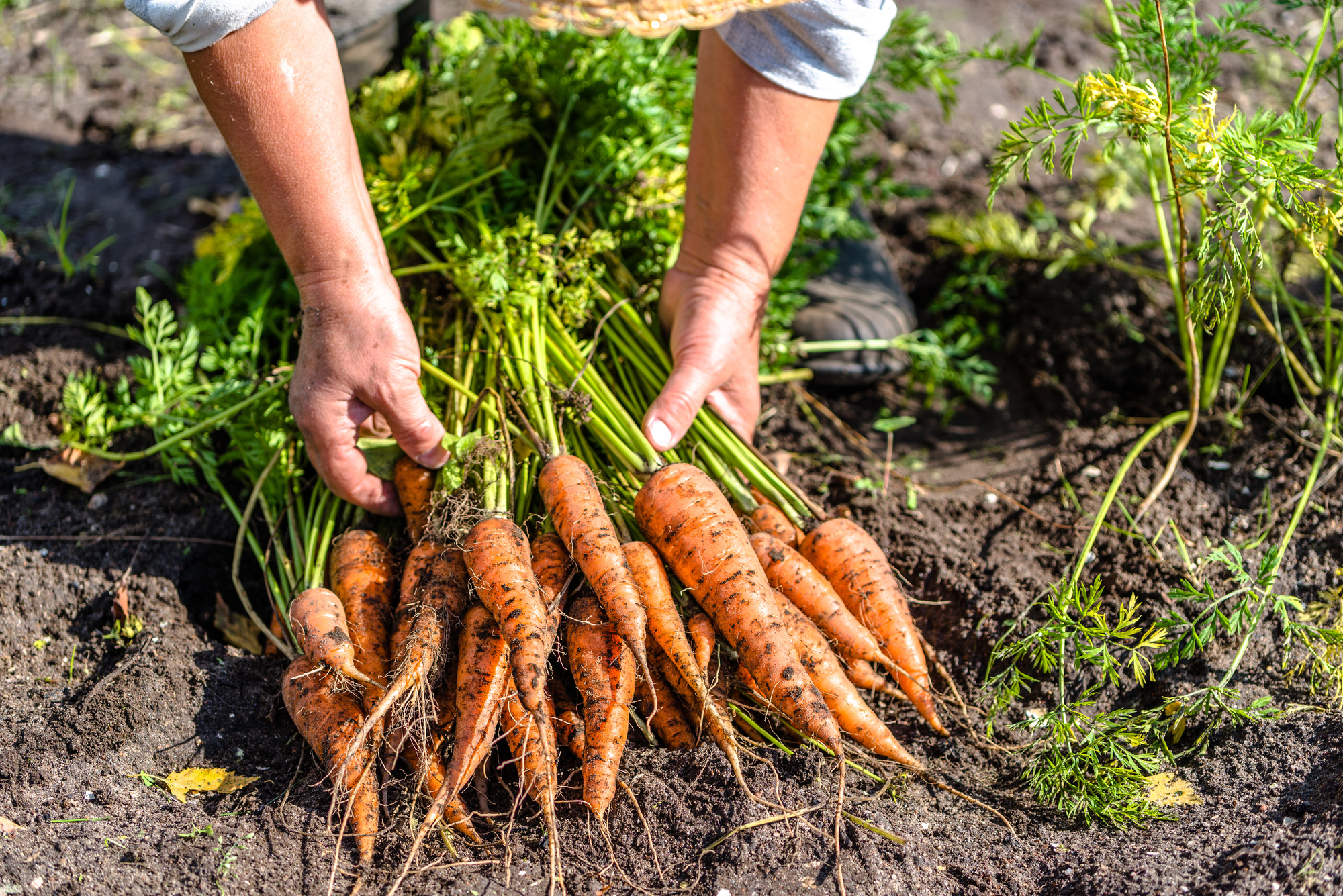 easiest-vegetables-to-grow.jpeg